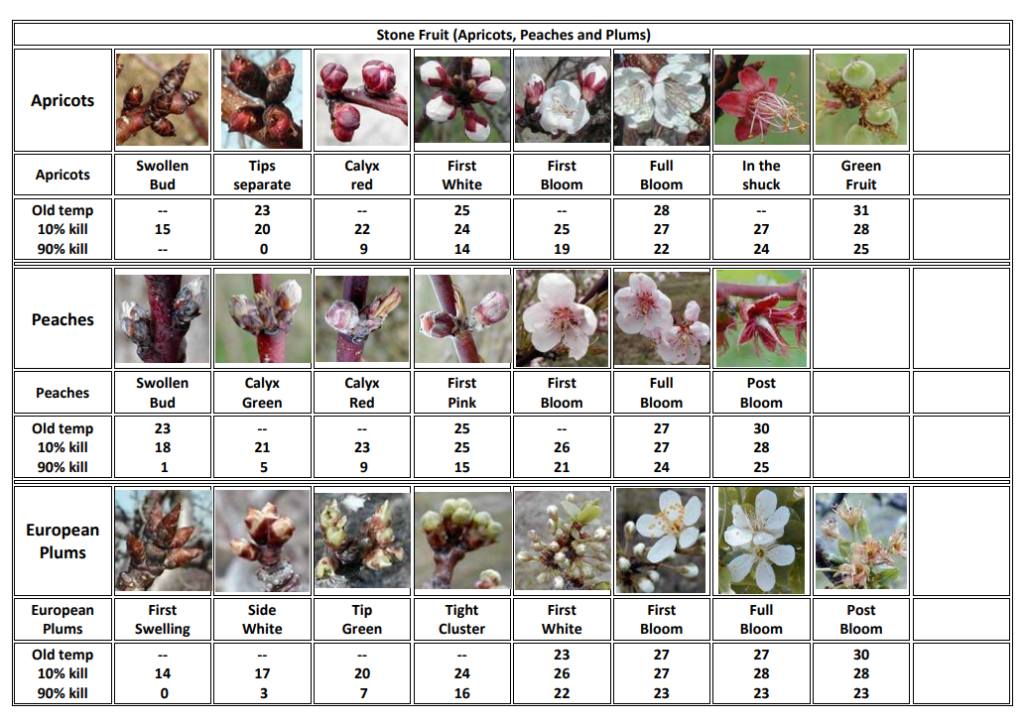 Stone Fruits Frost Damage Prediction