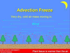Advection Freeze