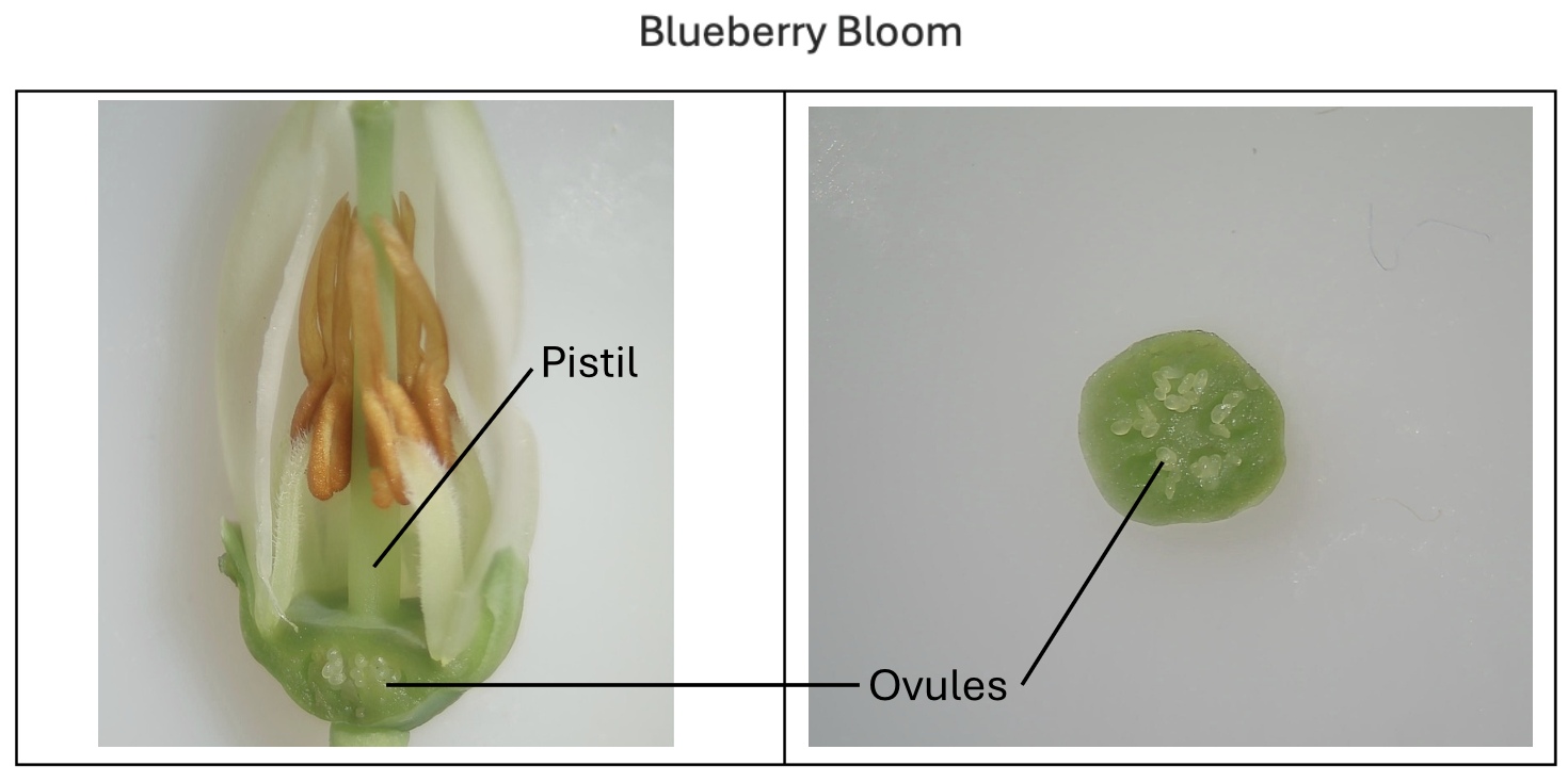 Blueberry Flowers